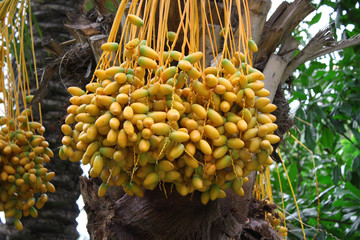 riped yellow dates hanging on the tree