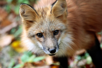 Fuchs