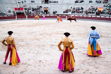 3 toreros (bullfighters) start the performance with the bull.