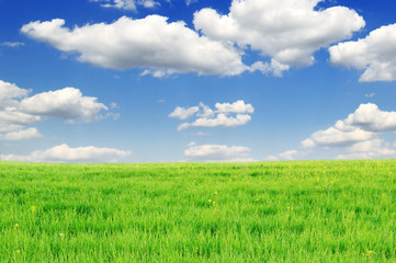 Obraz premium fields