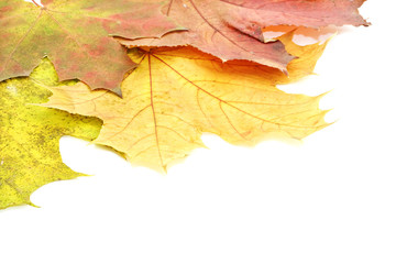 Background with autumn leaves.
