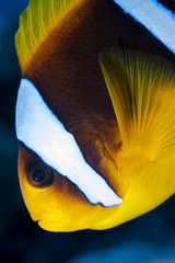 anemoenfisch portrait