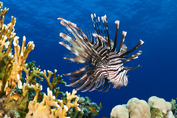 lionfish II