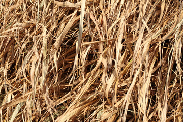 paille de cannes à sucre, biomasse, bagasse