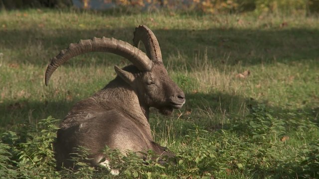 steinbock
