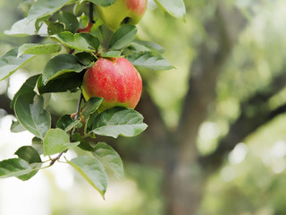 apfel