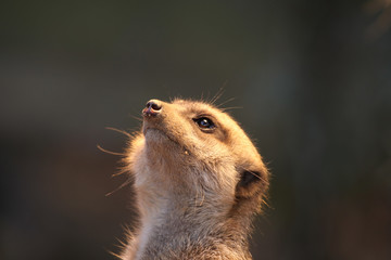 Erdmännchen (Suricata suricatta)