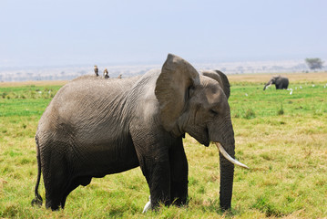 Fototapeta premium African elephant