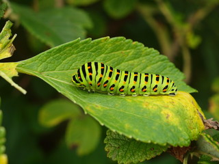 Caterpillars of day time butterflies, Papilio machaon, Kuriles 2