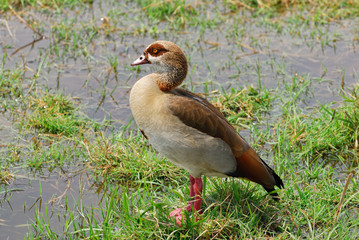 Egyptian goose