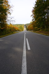 Straße durch den Wald im Herbst