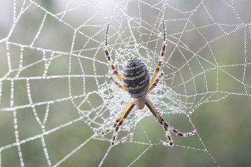 Spider (Argiopae)