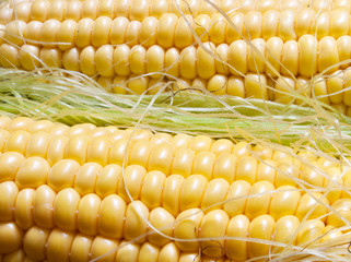 fresh corn vegetable with green leaves closeup