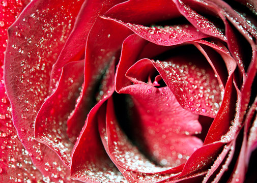 Macro image of dark red rose with water droplets. Extreme close-