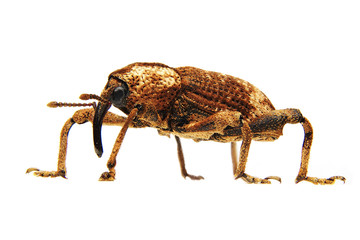 asian weevil on the white paper