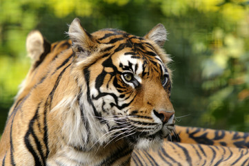 Sumatran Tiger