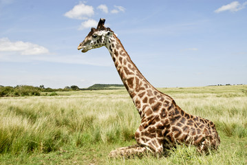 Parco Nazionale Masai Maea