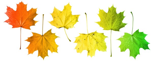 maple leaves (A. platanoides) w/ artificial color gradient