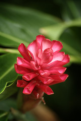 Volle Pracht einer Plüte