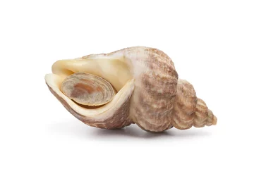 Foto auf Leinwand Closed fresh raw common whelk © Picture Partners
