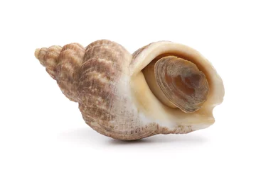 Foto auf Glas Whole single fresh raw common whelk © Picture Partners