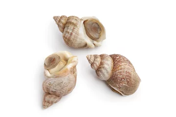 Photo sur Plexiglas Crustacés Fresh raw common whelk