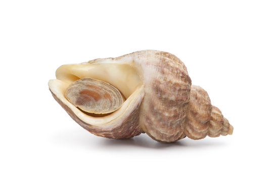 Closed fresh raw common whelk