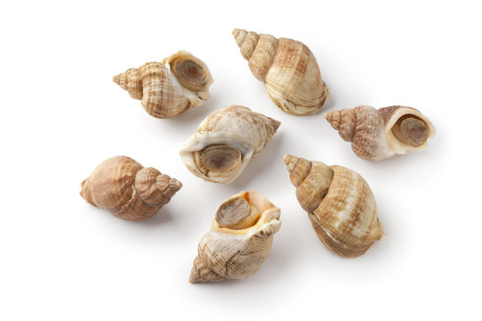 Fresh Raw Common Whelk