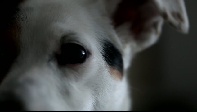 Jack Russell Terriet
