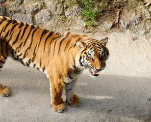 Fototapeta na wymiar tiger z obnażonymi kłami