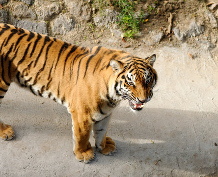 tiger with bared fangs
