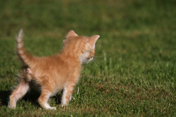 kleiner Kater