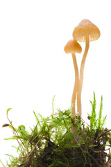 Pilze
