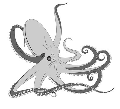 Octopus, tattoo