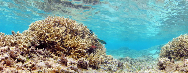 Coraux dans le lagon de La Réunion - 26938952