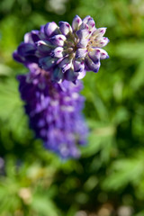 Lupin Macro