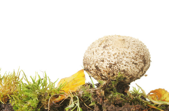 Puff Ball Fungi