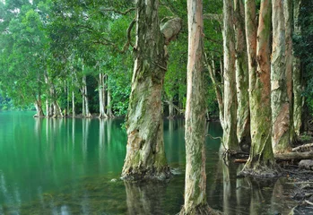 Foto auf Acrylglas Bäume lake with tree