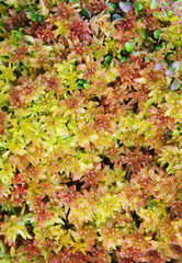 Flora in a nature reserve.