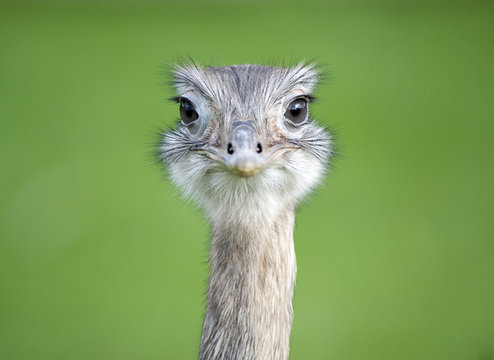 Close up of a Greater Rhea looking the camera