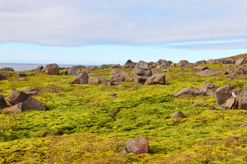 Fototapeta premium Arctic moss - polar colors