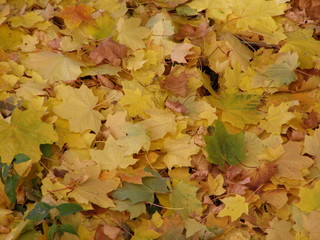 yellow or brown autumn leaves background
