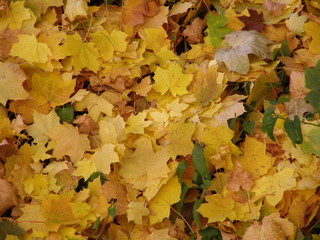 yellow or brown autumn leaves background