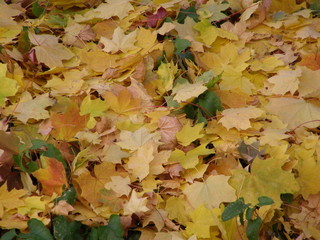 yellow or brown autumn leaves background