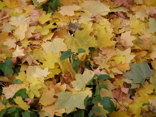 yellow or brown autumn leaves background