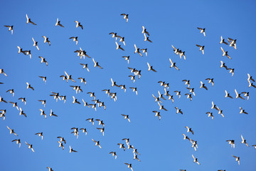 Flock of birds against a blue sky