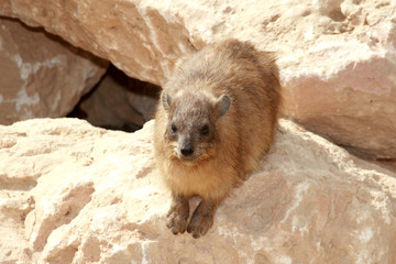 Hyrax