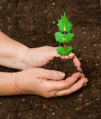 Planting a tree