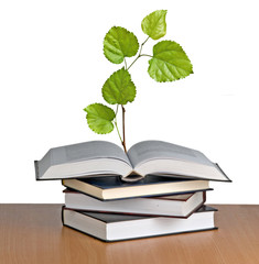 Tree growing from open book