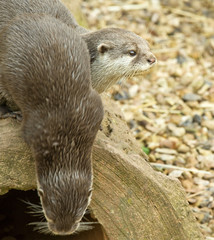 Two Otters playing